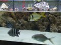 Atlantic Porkfish Atlantic Porkfish
