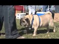 Mac - Available for Adoption at the Arizona Pug Adoption & Rescue Network