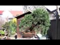Bonsai - Martin Sturm - Frühlingstag 2010 - Teil1