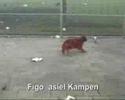 Asielhond Figo, dierenopvangcentrum Kampen