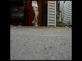 Q_Q.wmv