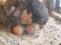 videos de Peregrine female in superb close-up