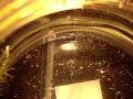 triops day 4