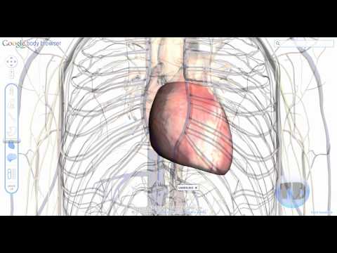 google body browser - Nueva herramienta do Google que permite explorar el cuerpo humano en 3D. Para utilizarlo se recomienda la ultima versión de Mozilla Firefox o Google chrome 9...