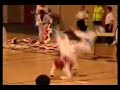 the best of taekwondo and kos 