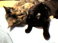 ???????old cat? ???????old cat?