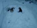 videos de les fufus dans la neige