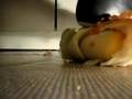 Adidas Copa Mundial cleats stomp an onion