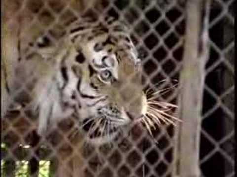 AMUR TIGER
