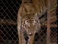 Aggressive adolescent Siberian Tiger and Tigress