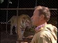 Aggressive adolescent Siberian Tiger and Tigress