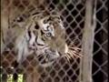 Aggressive adolescent Siberian Tiger and Tigress 