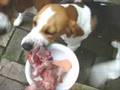 Beagle mother and daughter getting their bones
