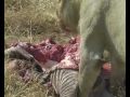 lion hunt 2