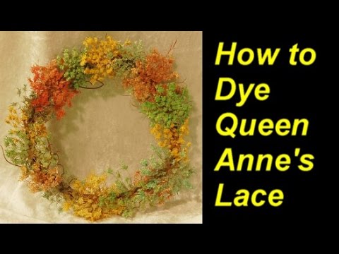 how to dye queen anne's lace