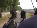 videos de Dutch Harness Horse black pair for sale in the USA, PA