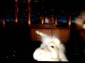 Craig Ferguson puppets do Goatherd song