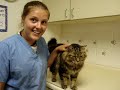 Marquette County Humane Society-Maine Coon