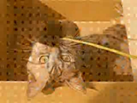 しましま　トラ猫