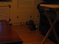 Eclectus enjoying her toy