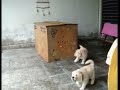 Perros de rescate