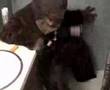 Chewbacca takes a crap