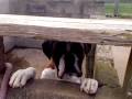 videos de Accident and Emergency - Random Film
