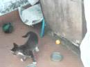 futbol gatuno