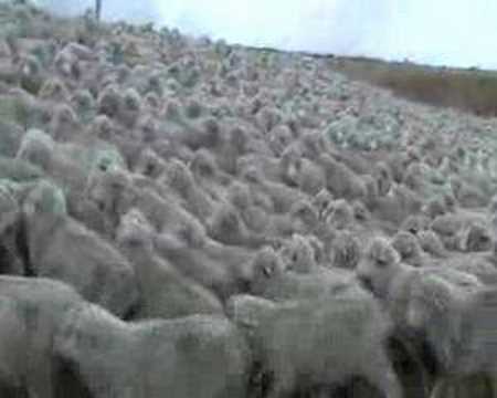 Rush hour in New Zealand