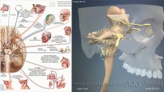 Черепные нервы | 3D Анатомия человека
