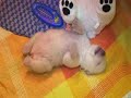 Polar Bear Cub \"Flocke\" (9.1.2008) Polar Bear Cub \"Flocke\" (9.1.2008)