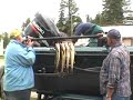 June 16th Walleye