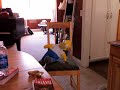 homer