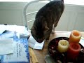 Botany Specimens Botany Specimens
