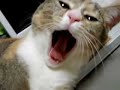 sleepy cat 2