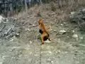 sabueso trabajando a trilla