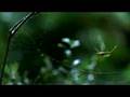 Vodafone MayFly Advert