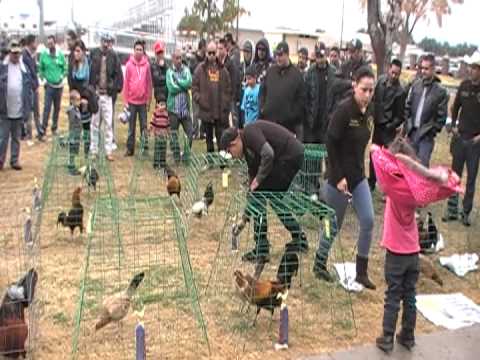 gamefowl - gamefowl,hens,