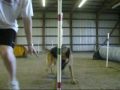 videos de Jayde Agility 6-22-09