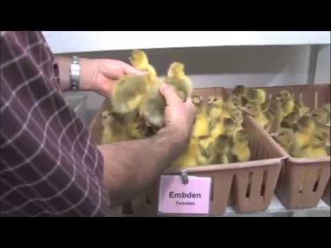 how to care for aylesbury ducklings