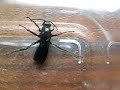 hymenoptera hymenoptera