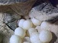 Зеленая (суповая) черепаха
