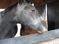 http://www.freevlog.hu/play?v=u471df86e83e40 http://www.freevlog.hu/play?v=u471df86e83e40