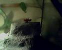 tokay gekko
