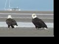 Wild Bald Eagle Mates on Tidal Flats