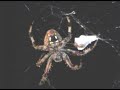 Barn Spider feeding Barn Spider feeding