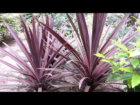 how to care for cordyline australis