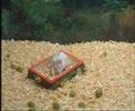 The amazing somersault hamster The amazing somersault hamster