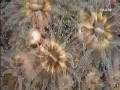 Los Arrecifes Coralinos