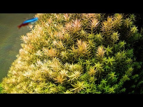 how to trim rotala